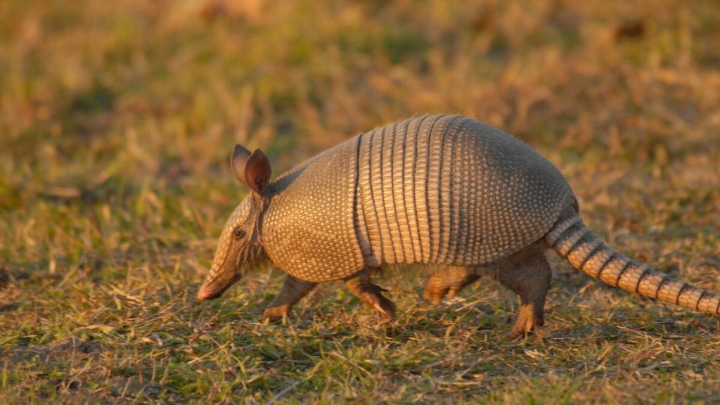 Armadillo