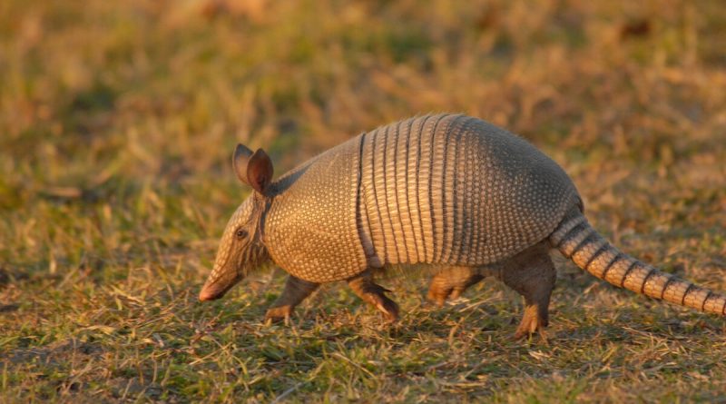 Armadillo