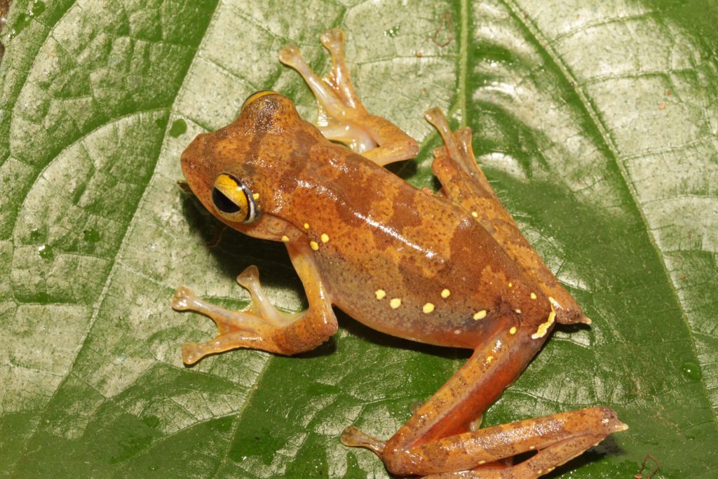 Katak Pohon