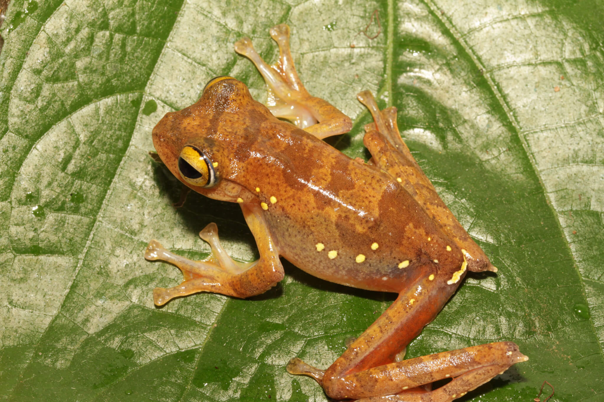 Katak Pohon: Penjaga Senyap Hutan dengan Kemampuan Memanjat Luar Biasa