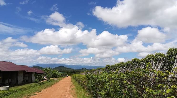 La Plantation
